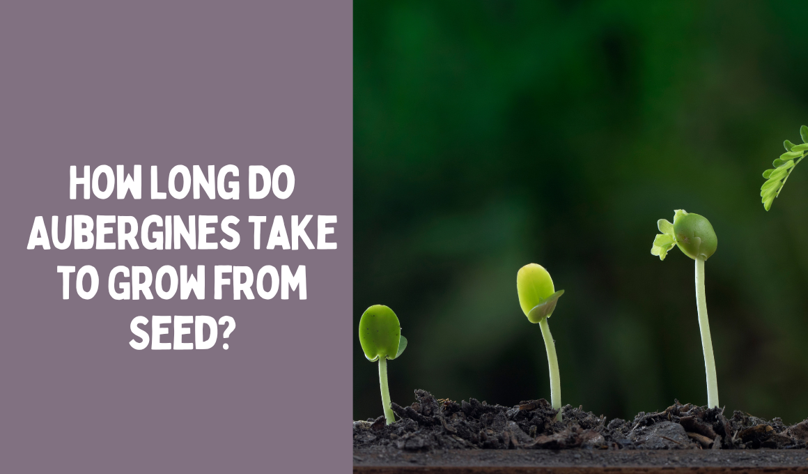 How Long Do Aubergines Take to Grow from Seed?