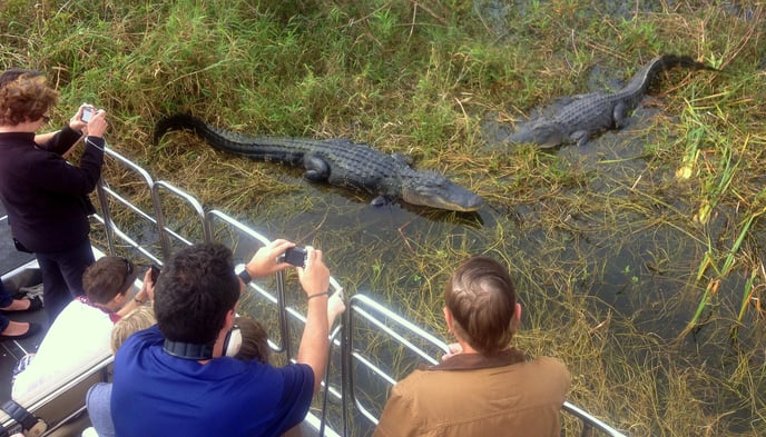 Wild Florida's Airboat tour give visitors an incredible view of two adult alligators bathing in the sun.