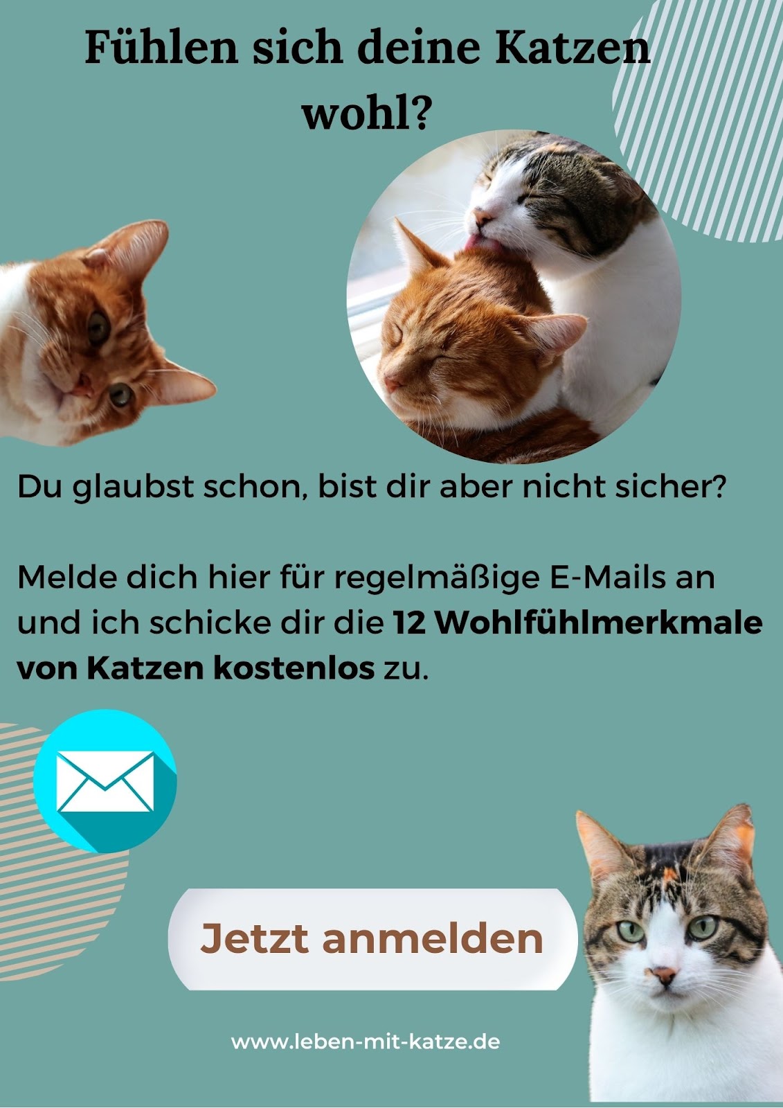 Leben mit Katze Newsletter