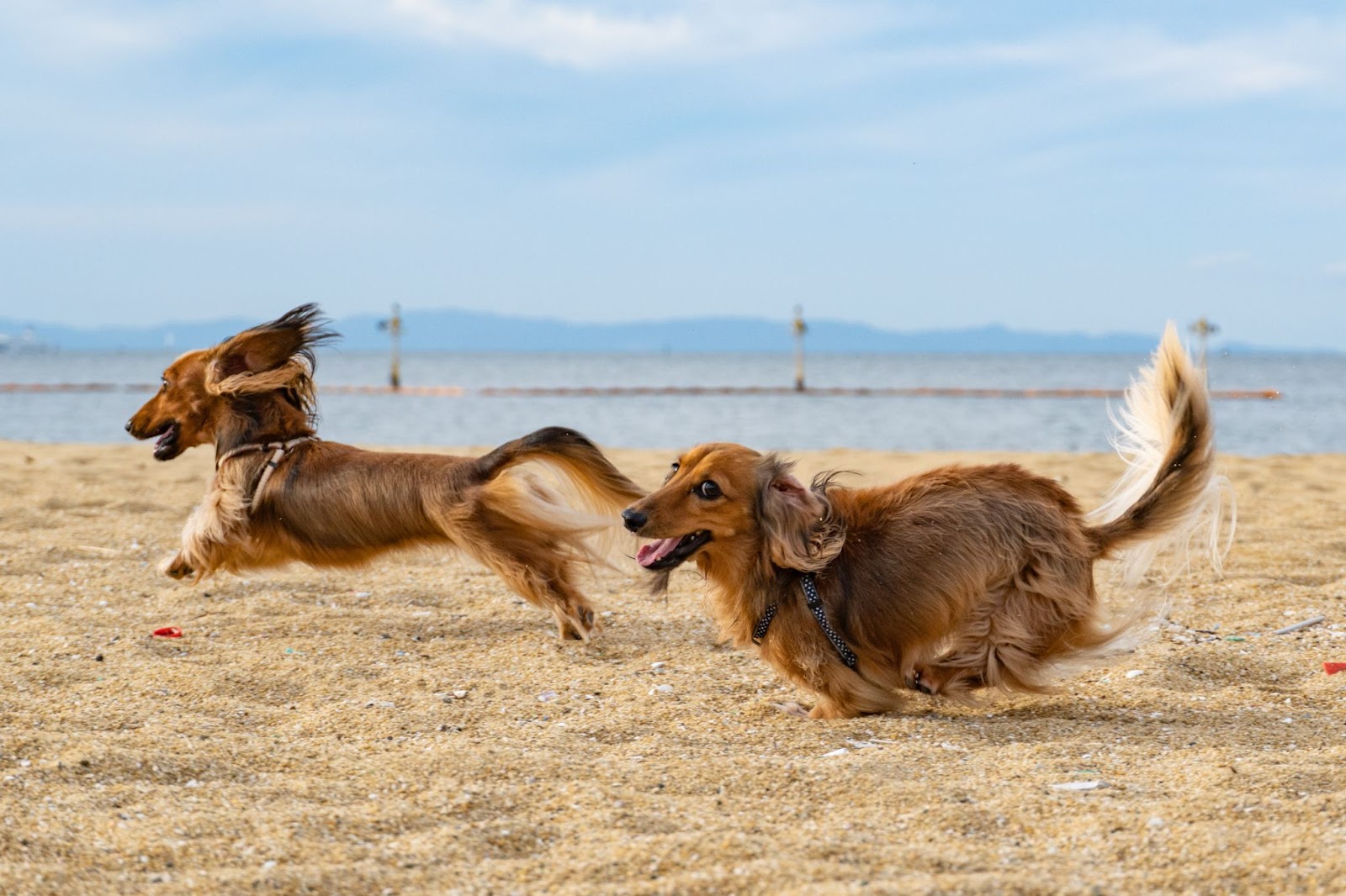 Why Do Dogs Run In Circles?