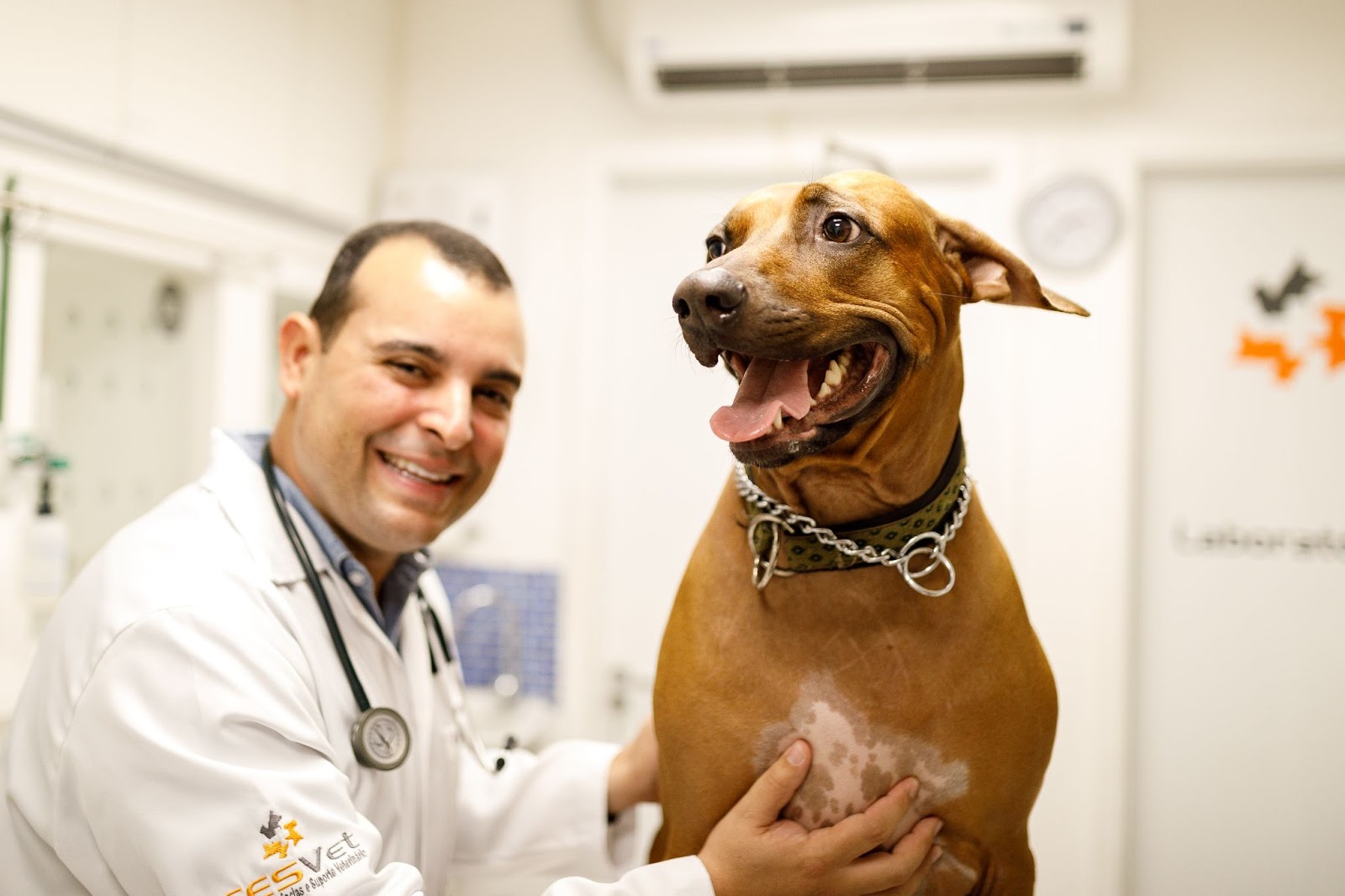 Médico veterinário em consulta para receitar alimentação natural para cão