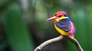 A bird's colour could effect their resistance to illnesses ...