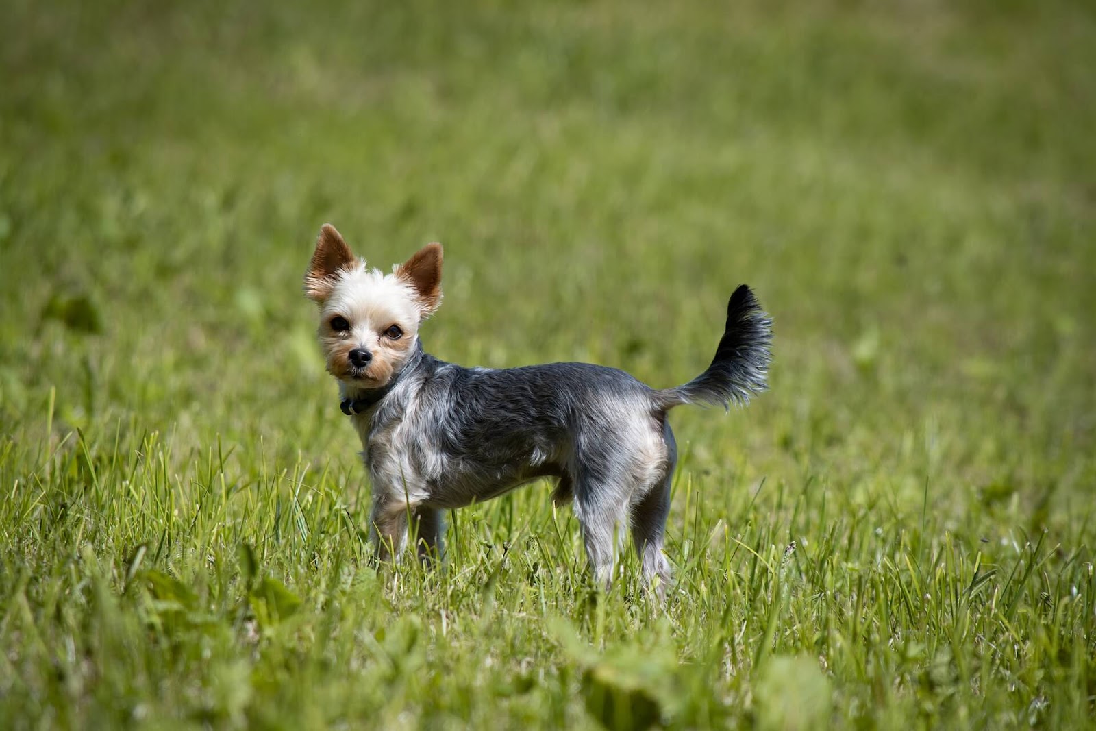 How Fast Can a Yorkie Run?

