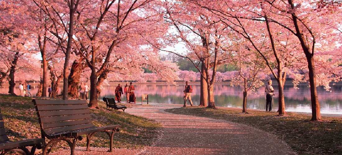 Cherry_Blossoms_Washington_DC.jpg
