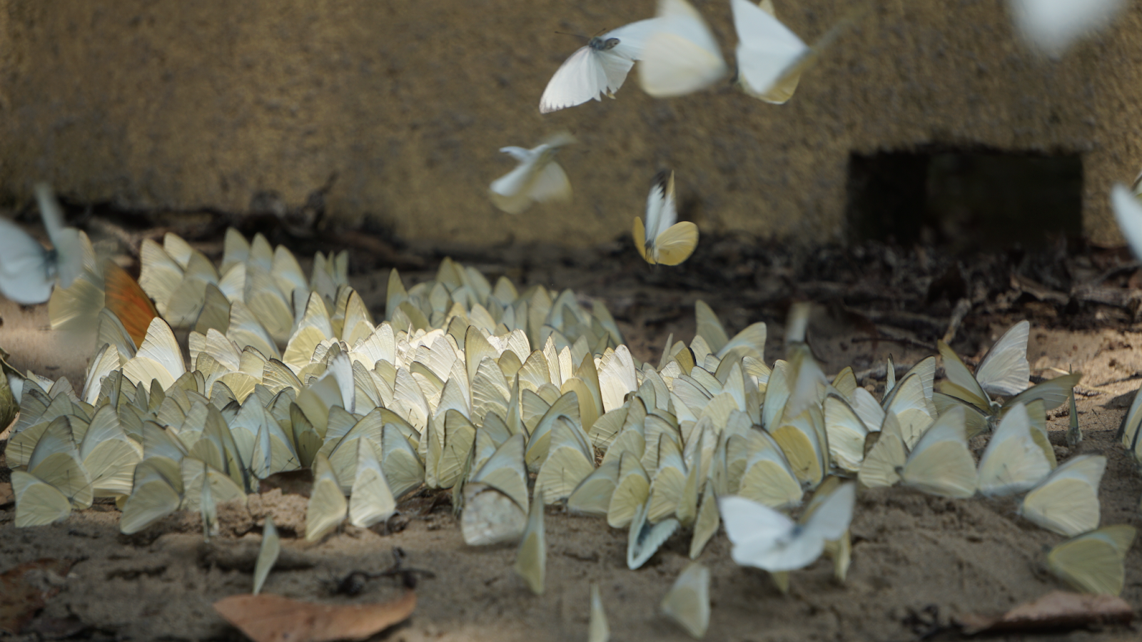 Butterfly season at Cuc Phuong National Park