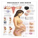 Weekly Pregnancy Process apk