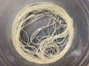 27 heartworms in water removed via heartworm removal surgery