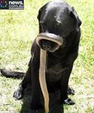 cobra com outro animal.jpg