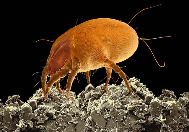 dust mites pest control