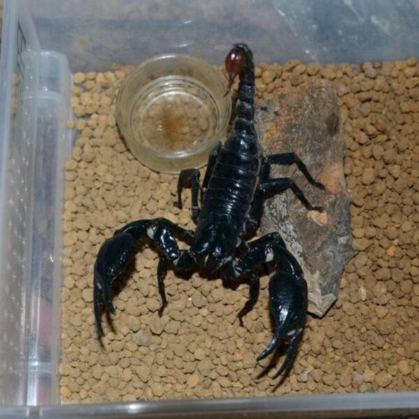 Terrarium Requirements of Malaysian Black Scorpion