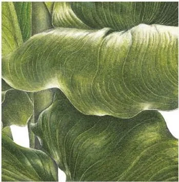 D:\0 wd yedek\acr yedek\1 film indirme\botanicheskaya_illyustraciya2_files\image175.jpg
