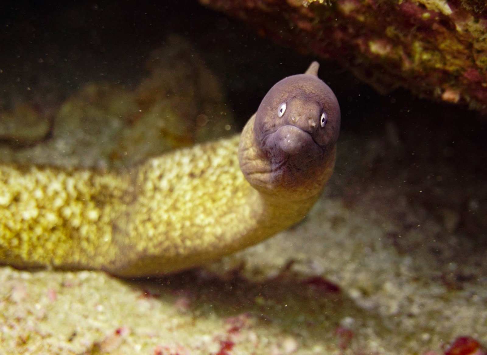 sea creature looking at camera