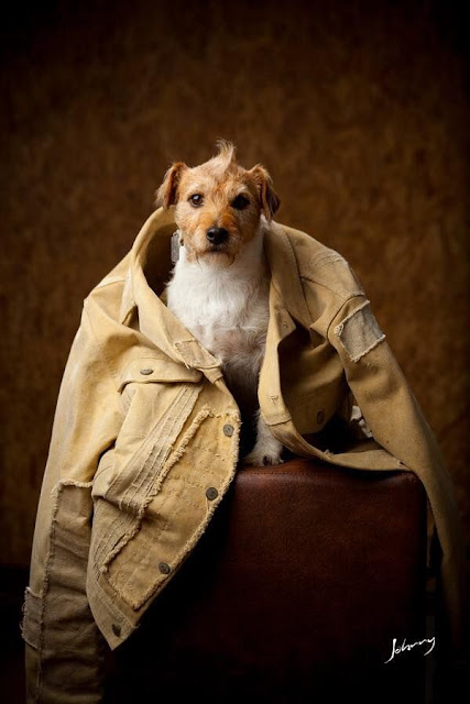 Fotografia de um cão dentro de um casaco surrado de cor bege em cima de um puff.