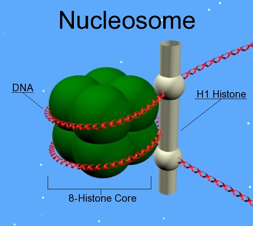 Nucléosome (wikipedia)