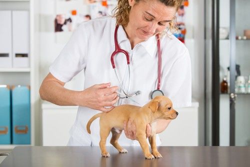 Cachorro siendo revisado por un veterinario para un chequeo de salud