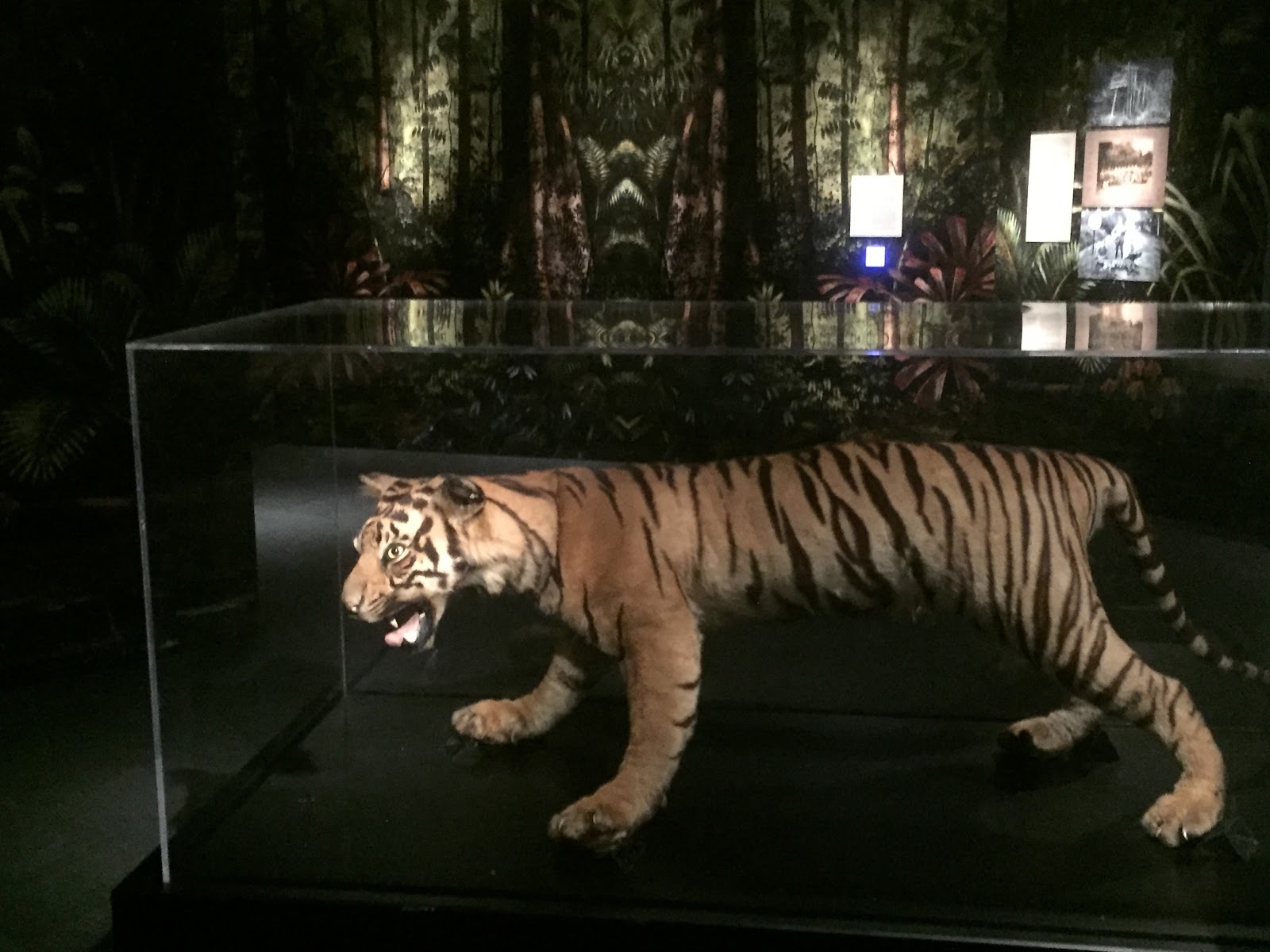 Pose with a lifelike taxidermied tiger!