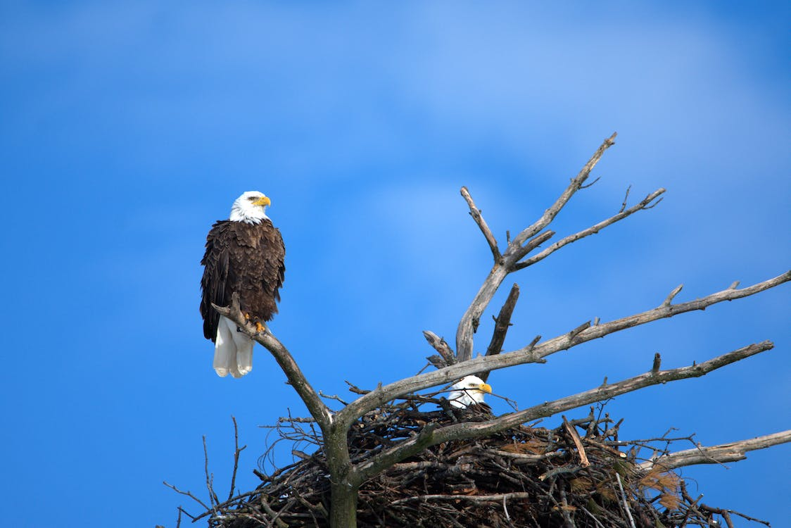 Two bald eagles, one sitting in a nest and another sitting on a branch just above the nest and a clear blue sky behind them.