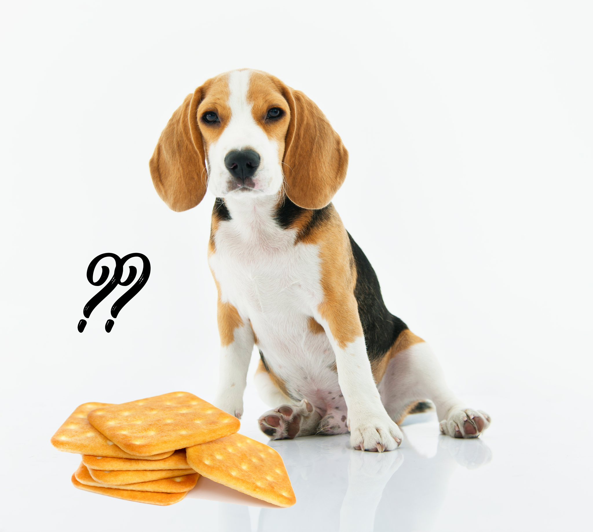 Can Dogs Eat Saltine Crackers? Everything You Need To Know