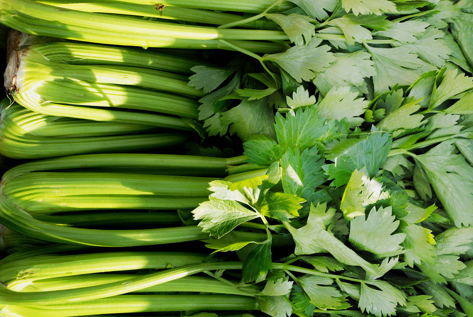 Celery Leaves 