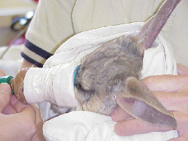 Anaesthetic induction of a bilby.