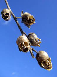 The amazing Snapdragon Flower Seed Pod looks like a human skull - Reeko's  Mad Scientist Lab