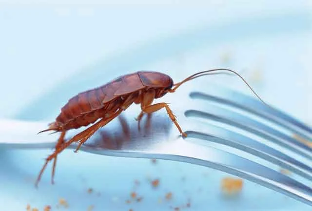 cockroach1