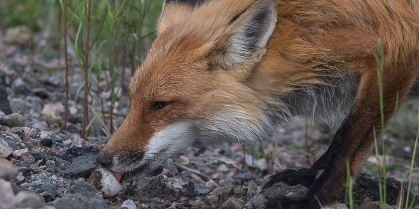 Image result for fox eating turtle eggs