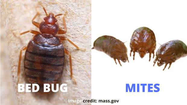 Bed Bugs vs Mites