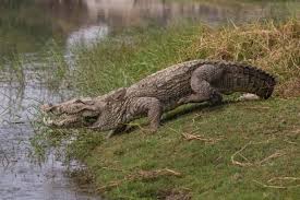 Image result for crocodile