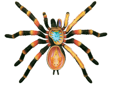 4d-vision-anatomy-model-tarantula-spider-26112-01photo.jpg