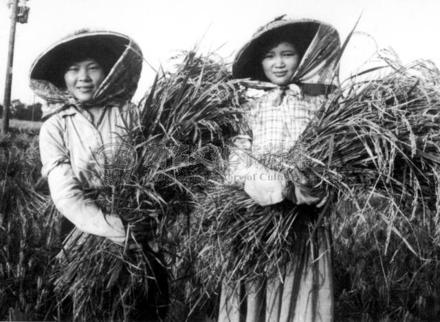 资料图：二期稻作丰收之后，喜上眉梢的农家女。