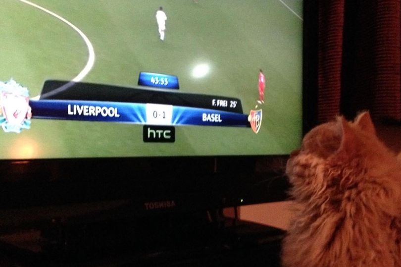Orange long-haired cat sitting in front of television watching Liverpool versus Basel soccer game
