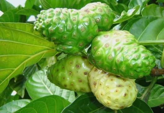 D:\foto-foto\13-51-56-gambar-tanaman-mengkudu.jpg