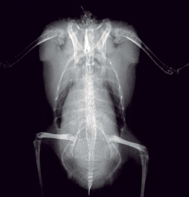 Ventrodorsal radiograph of a budgerigar hen with polyostotic hyperostosis