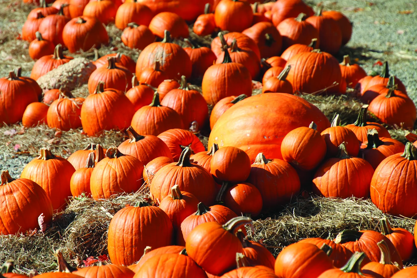 choosing the right variety of pumpkin