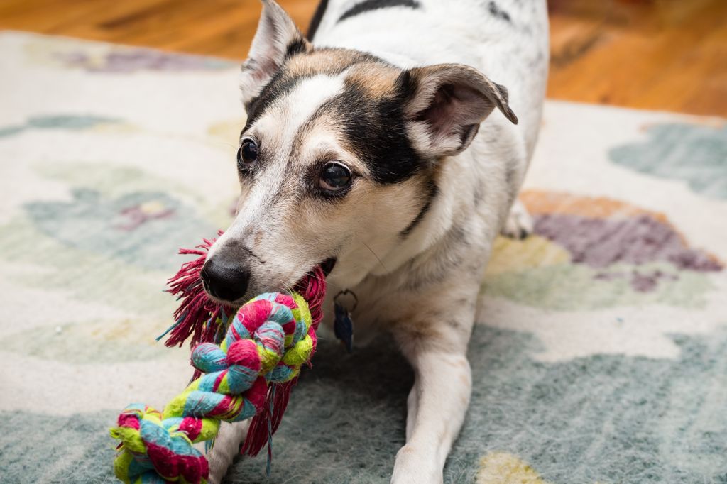 dog chewing on rope toy