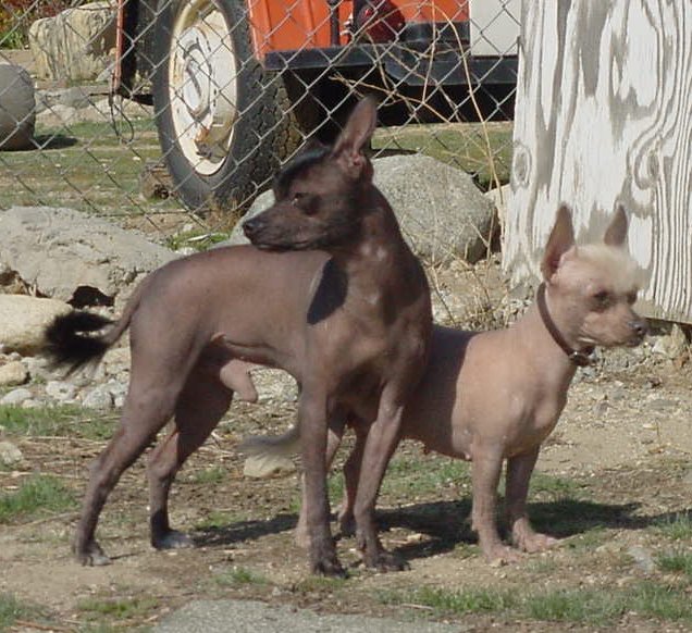 20 raças de cachorros mais 'estranhos' do mundo