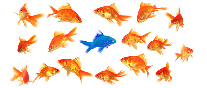 Image of one blue fish surrounded by a lot of goldfish.