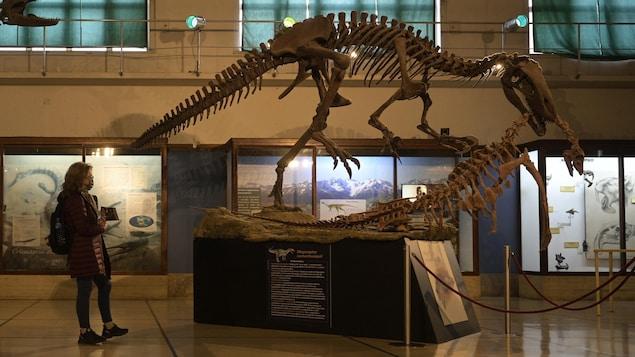 Chili : découverte de quatre types de dinosaures, dont un Megaraptor |  Radio-Canada.ca