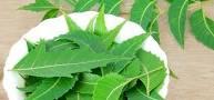 C:\Users\Mazhar Sayeed\Pictures\Neem Leaves 2.jpg