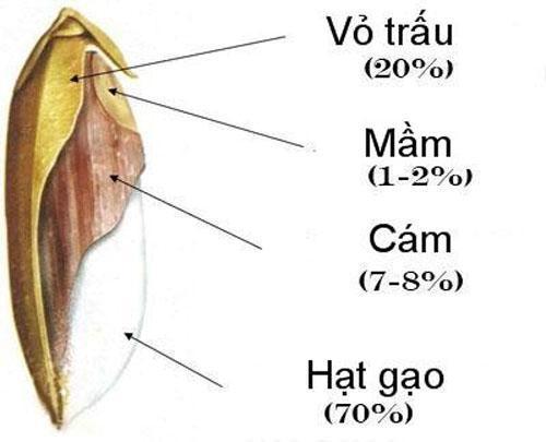 Kết quả hình ảnh cho cấu tạo hạt gạo