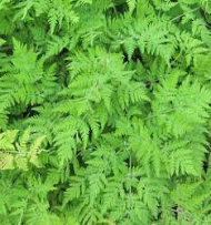 sweet cicely leaves