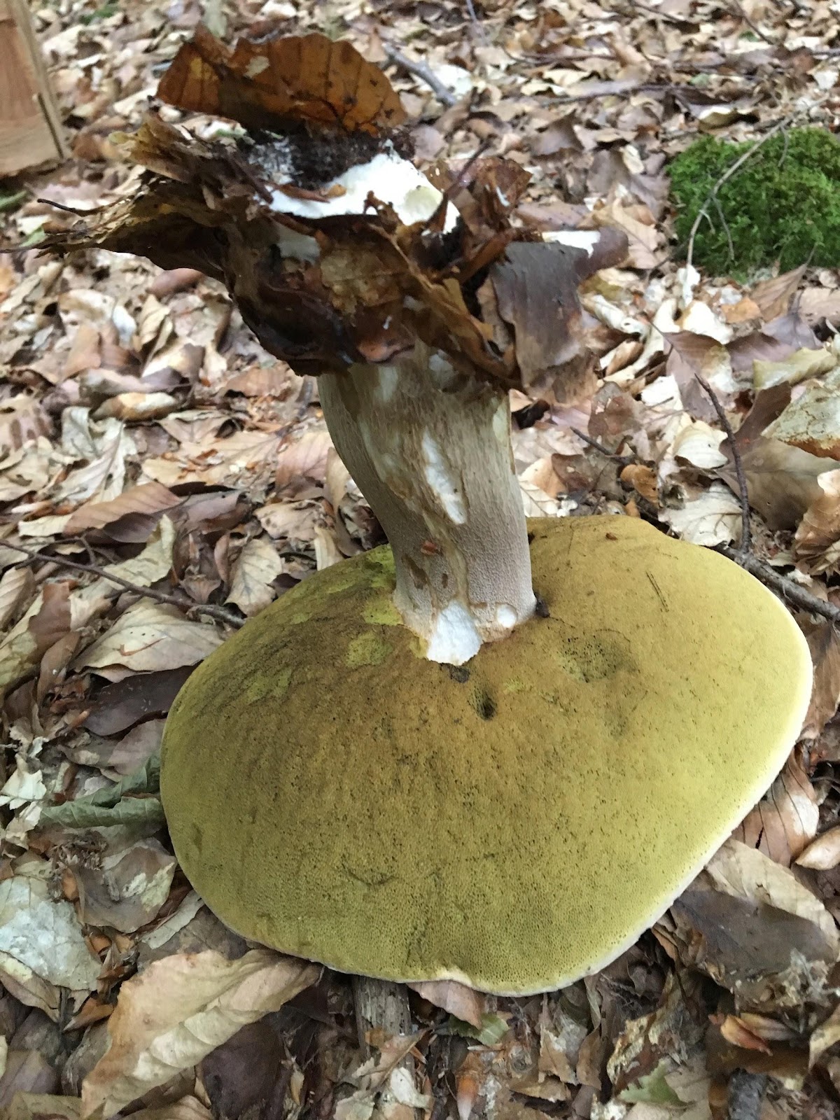 Finluden stensopp Boletus reticulatus