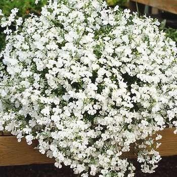 Image result for lobelia laguna trailing white