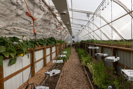 Plants are surrounded by LED lights, a heater, and fans to control the climate and protect the crops underground.