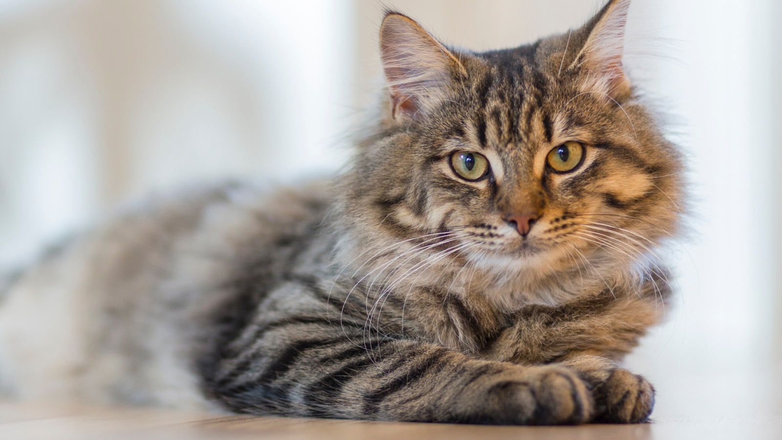 Non-core vaccines for cats include Feline Leukemia Virus (FeLV) and Feline Immunodeficiency Virus (FIV).