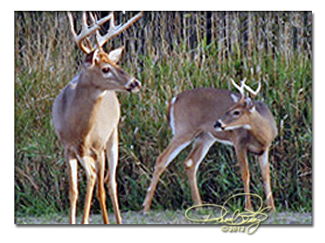 DRO_ Grunting up a buck