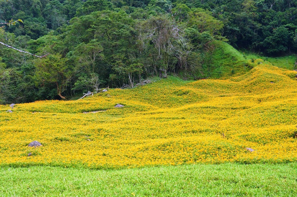 【赤柯山金針花季】花蓮景點推薦玉里花海.交通地圖