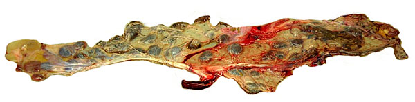 Second specimen of Cretan goat placenta