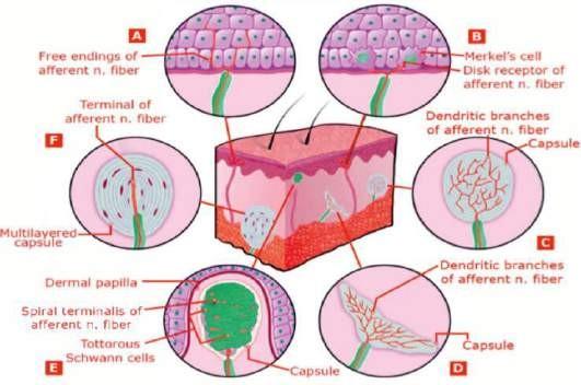 MEISSNER’S CORPUSCLE vs MERKEL CELL   